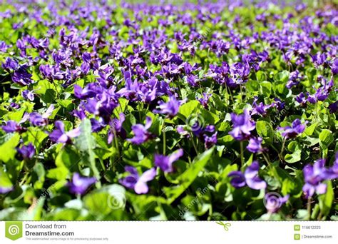 Purple Small Flowers On A Green Meadow Stock Image Image Of Petals