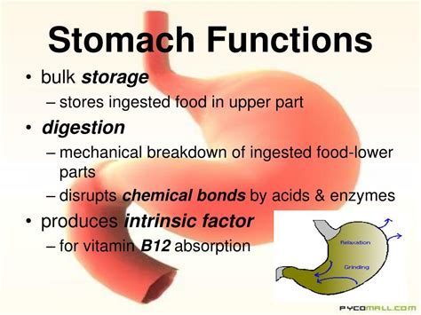Ppt Digestive System Powerpoint Presentation Free Download Id3104425