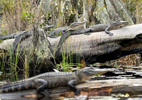 Three American Alligators Basking In The Okefenokee Swamp Stock Image
