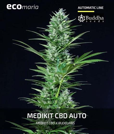Medikit Cbd Auto Cannabis Info Semillas Y Experiencias Ecomaria