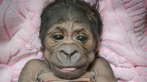 Adorable Baby Gorilla Born At The Oklahoma City Zoo Abc7 Los Angeles