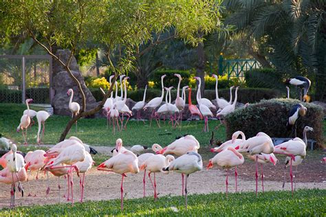 Al Areen Zoo Bahrain 4 Martin Bouhenna Flickr