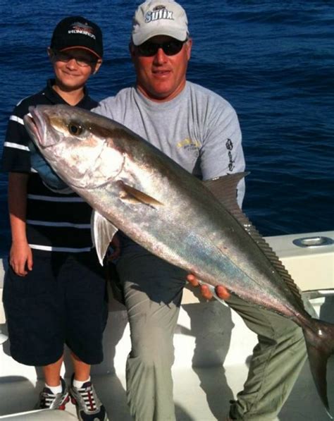 42 Inch Amberjack Fish Mounts Official Site
