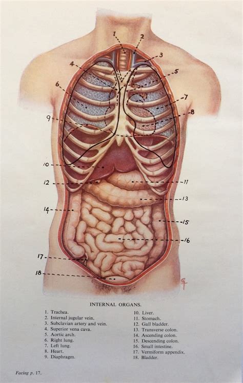 6 Organs In Torso Diagram Science Human Anatomy Organs Anatomy