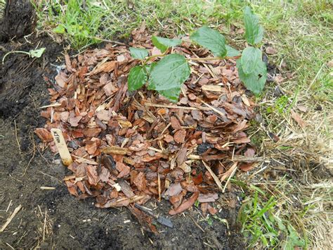 Green jeans™ alpine currant (ribes alpinum 'spreg'): Adventure on Planet Earth: More...Plants!