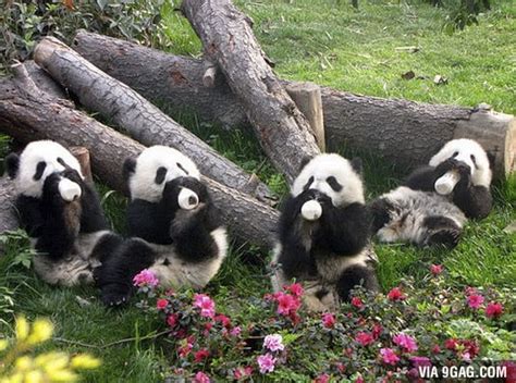 Hungry Hungry Pandas 9gag
