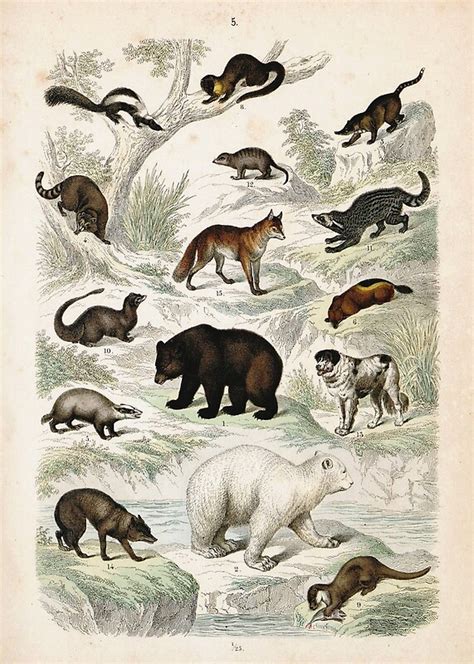 An Illustration Of Different Types Of Animals In The Wild Including