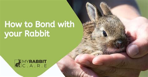 How To Bond With Your Rabbit 12 Notable Tips