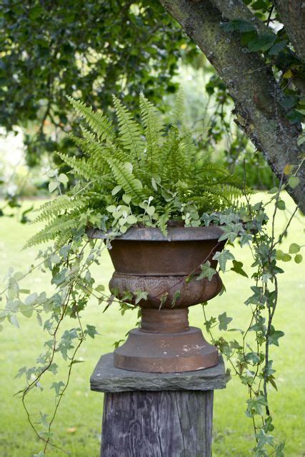 Ferns And Ivy Look Great In A Garden Urn Garden Urns