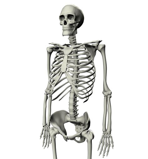 Skeleton Wallpapers Animal Hq Skeleton Pictures 4k Wallpapers 2019