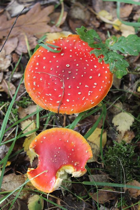 Fungi, Beacon Wood, Kent | Fungi, Beacon Wood (near Bean), n… | Flickr