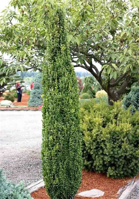 Architectural Buxus Sempervirens Graham Blandy Boxwood Is A Slow