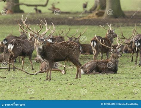 A Herd Of Manchurian Sika Deer Stags Cervus Nippon Mantchuricus