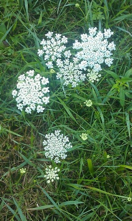 Wildflowers Queen Annes Lace Annual Plants Annual Flowers