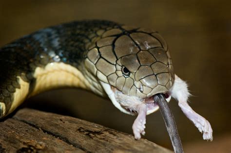 Snakes King Cobra Snake Eating