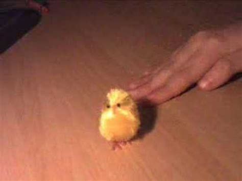 Chick Gets Eaten Youtube