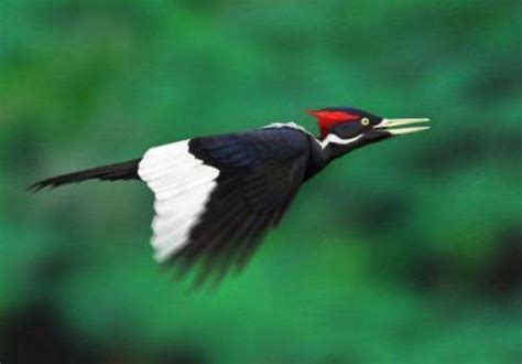 Ivory Billed Woodpecker Beautiful Birds Birds Bird Pictures