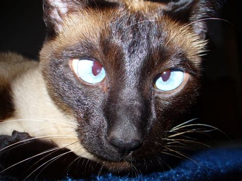 13 Facts About Siamese Cats Mental Floss