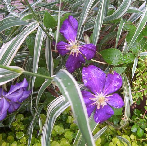 Nonetheless, for the most part, perennial plants are hardy, easy to care for and prolific in the production of beautiful blossoms and attractive foliage for years on end. Summer-Blooming, Full Sun Perennials That Are Easy to Take ...