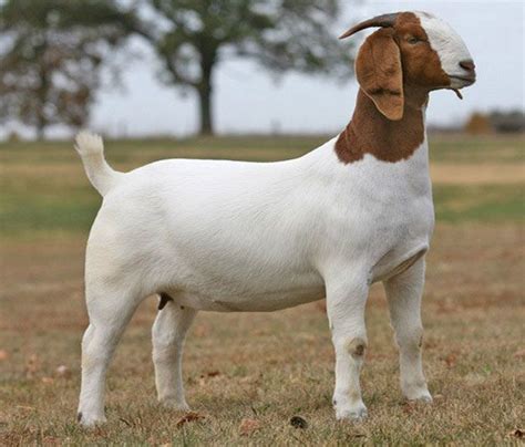 Everything You Need To Know About The Boer Goat Wide Open Pets