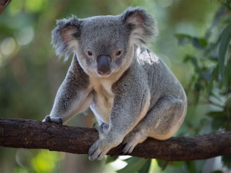 Why Are Koalas Endangered Earthorg Kids