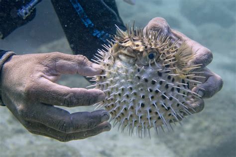 Pufferfish Vs Porcupine Fish What Are The Differences A Z Animals