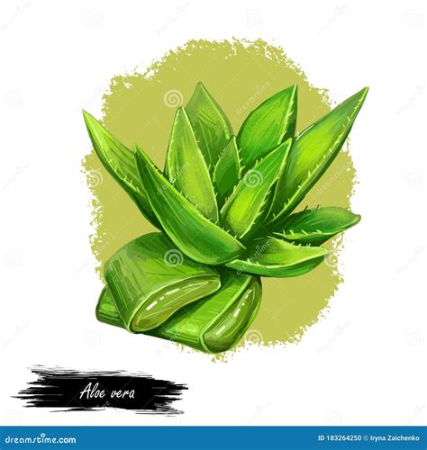 Aloe Vera Isolated Medicinal Herb Hand Drawn Digital Art Illustration Succulent Plant Species