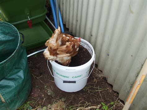 The Compost Bin Hungry Bin Review 1 Putting It Together And