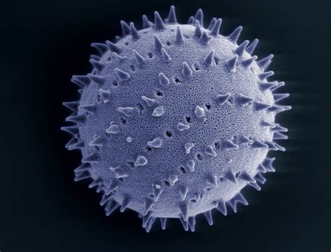 Check spelling or type a new query. 17 Best images about Pollen/seeds/spores on Pinterest ...