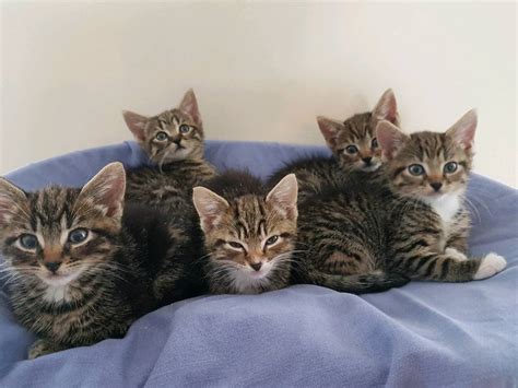 Bsh X Bengal Tabby Kittens Ready To Leave In York North Yorkshire