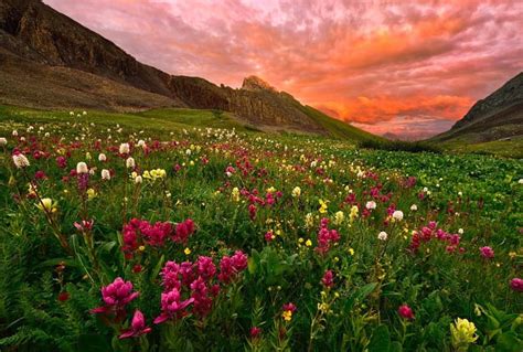 Wildflowers At Sunset Spring Season Orange Sky Grass Mountains