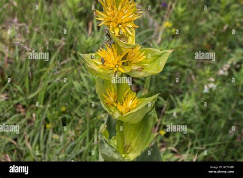 The Great Yellow Gentian Gentiana Lutea Stock Photo Alamy