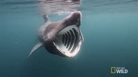 Pin By Gary Chapman On Basking Shark Basking Shark Shark Whale