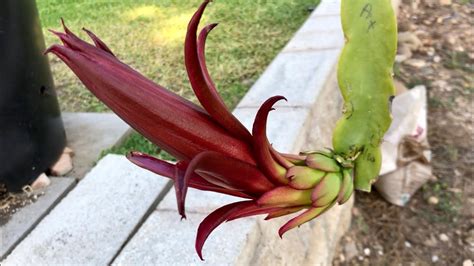 The best place to buy tropical fruit trees in south florida. AX Red Flower Dragon Fruit Variety - YouTube