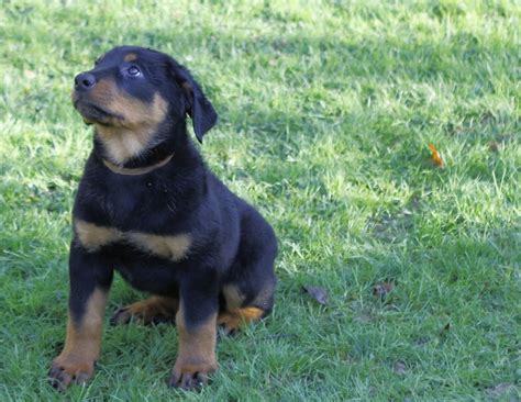 Beauceron Puppies For Sale Alexandria Oh 177432