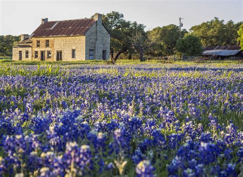 Bluebonnet Alert Iconic Marble Falls Location Experiencing Best Bloom