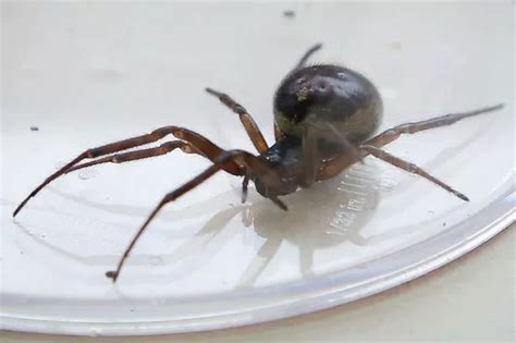 Dangerous False Widow Spiders Could Invade Uk Homes After Multiplying