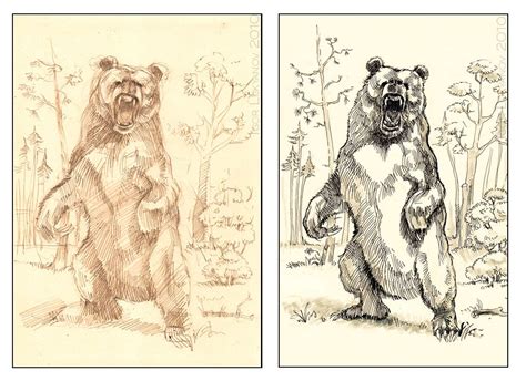 A Scary Roaring Black Bear Drawing Illustration Osos Referencias