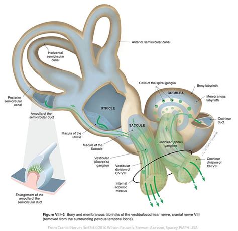 Vestibulocochlear Viii Cranial Nerves Cranial Nerves Medical