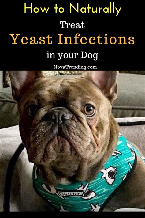 How To Naturally Treat Yeast Infections In Dogs Treat Yeast Infection