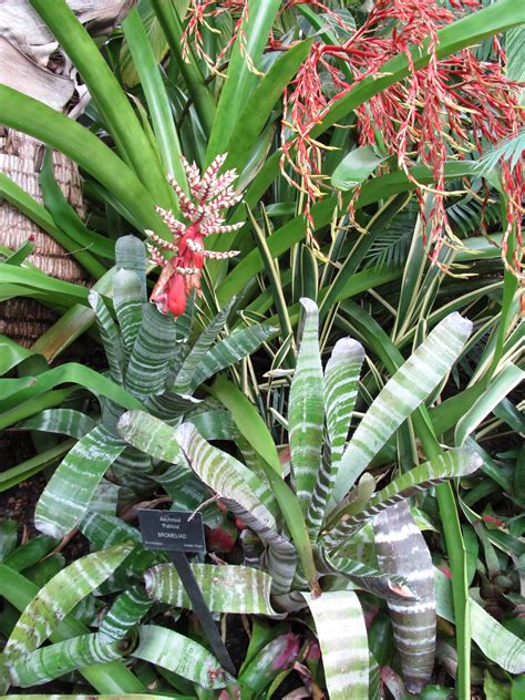 Growing Bromeliads For Lifelong Enjoyment | What Grows 