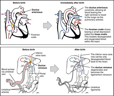 Adjustments Of The Infant At Birth And Postnatal Stages Anatomy And