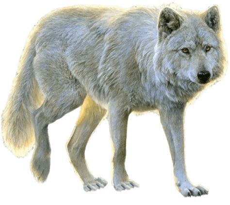 Wolf Png Images Transparent Background Png Play