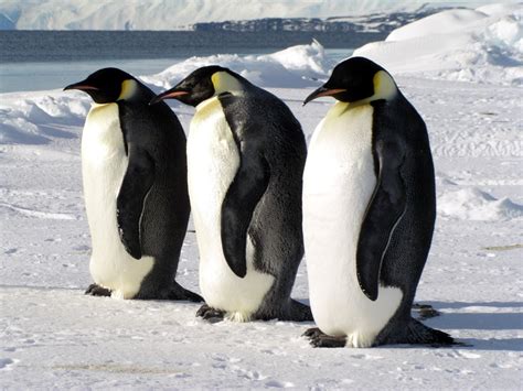 Putokaz Pingvini Spasonosno Ubrzanje