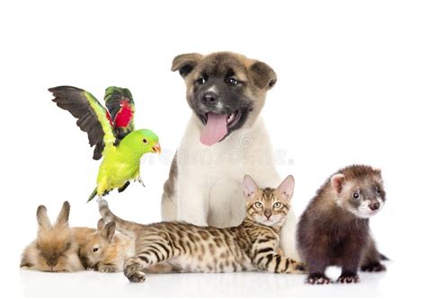 Large Group Of Pets Isolated On White Background Stock Photo Image