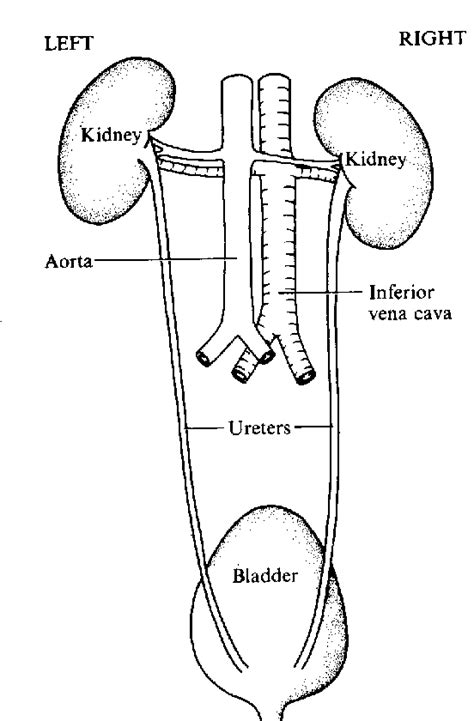 This helps carry away waste products from the liver. Free Urinary Cliparts, Download Free Clip Art, Free Clip ...