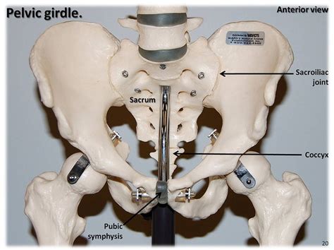 Pelvic Girdle Anterior View With Labels Appendicular Skeleton Visual