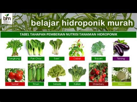 Tabel Tahapan Pemberian Nutrisi Hidroponik Pada Beberapa Tanaman YouTube