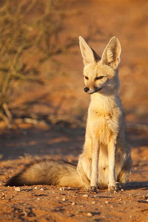 Cape Fox Vulpes Chama Kgalagadi Transfrontier Park Northern Cape