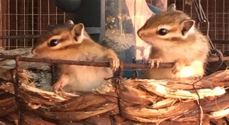 Baby chipmunks for sale in DE11 Derbyshire für £ 40,00 zum Verkauf